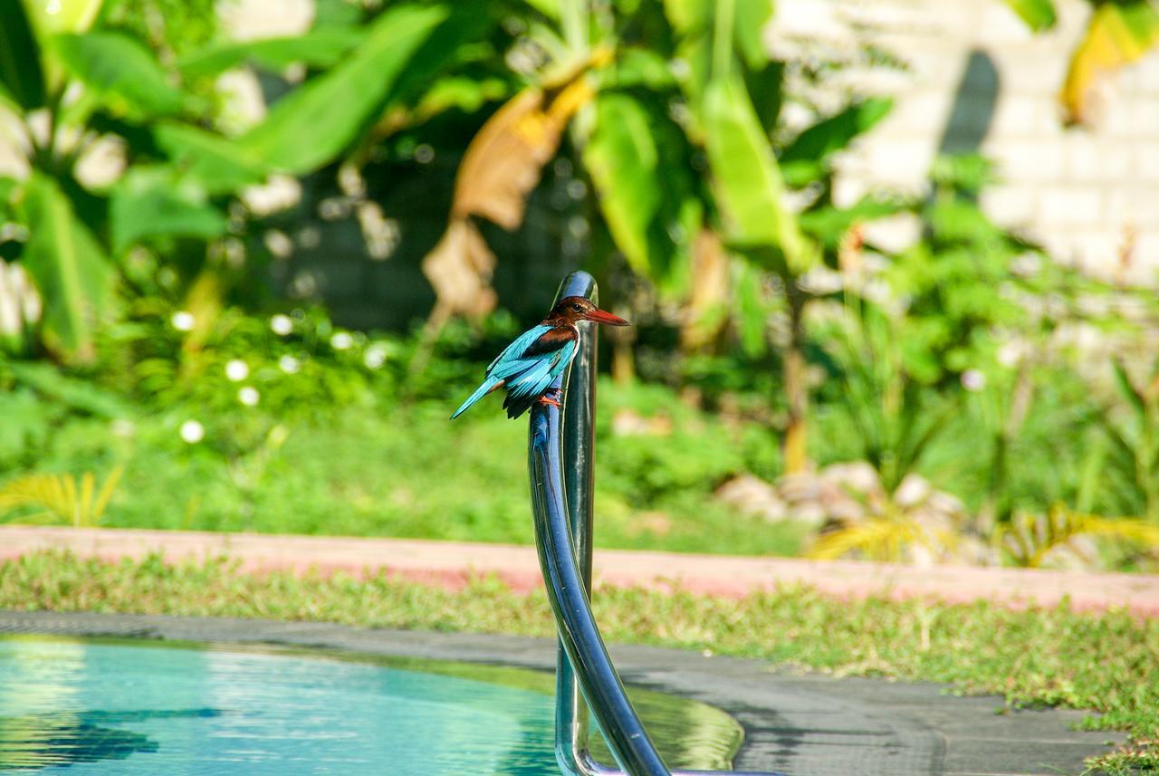 King Coconut Lodge Habaraduwa Central Eksteriør bilde